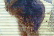 大狗最新爆料视频大全下载,揭秘热点事件背后的真相