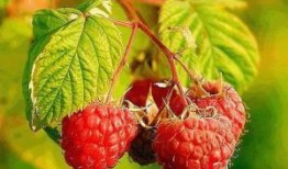 树莓最新爆料,颠覆性创新技术即将亮相