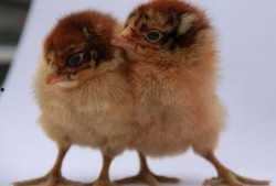 爆料养鸡套路视频,养鸡套路视频曝光