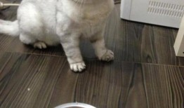 娱乐吃瓜君折耳猫七七,折耳猫的娱乐传奇