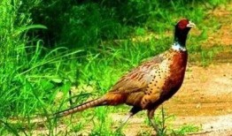 山鸡鱼最新爆料