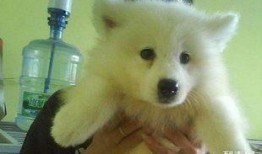 银狐 在线观看,在线观看，探寻神秘传说