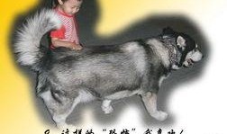 大狗最新爆料视频大全下载,揭秘热点事件背后的真相