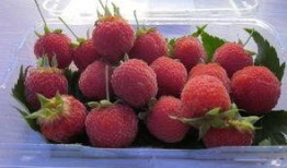 树莓最新爆料,颠覆性创新技术即将亮相