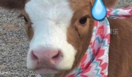 娱乐吃瓜酱图片搞笑,笑料横生的搞笑瞬间，让你笑到肚子疼！