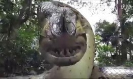 蛇鱼怪在线观看