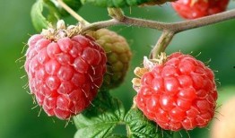 树莓最新爆料,颠覆性创新技术即将亮相