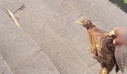 山鸡鱼最新爆料