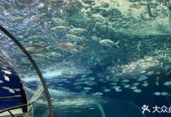海洋水族馆爆料视频大全,水族馆爆料视频大全精彩瞬间回顾