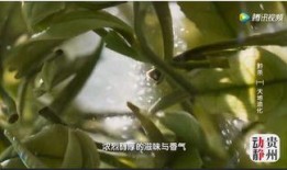 最新茶叶爆料视频,神秘茶叶背后的故事与真相